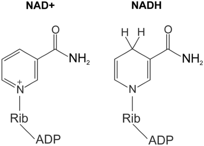 Nicotinamide Adenine Dinucleotide